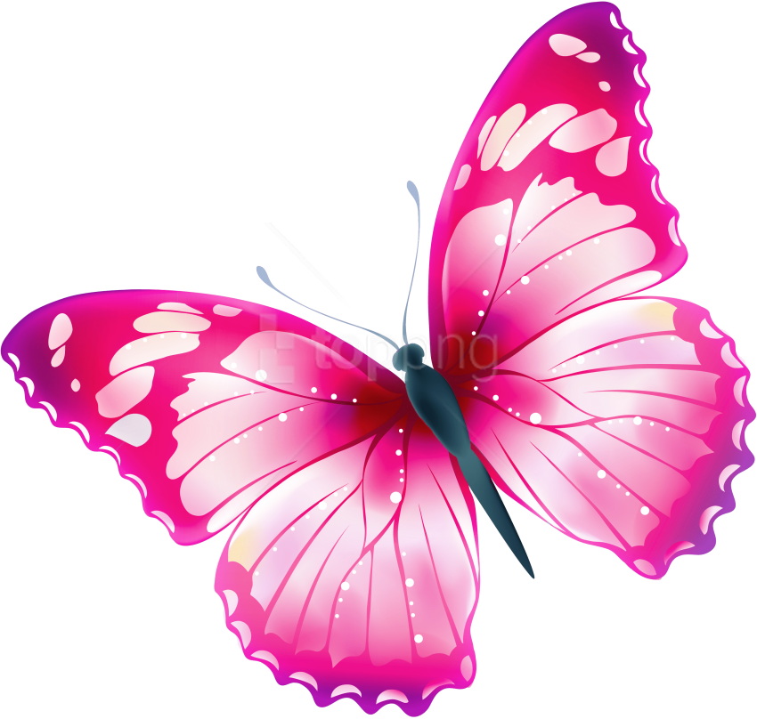 Papillon